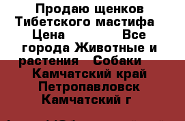 Продаю щенков Тибетского мастифа › Цена ­ 45 000 - Все города Животные и растения » Собаки   . Камчатский край,Петропавловск-Камчатский г.